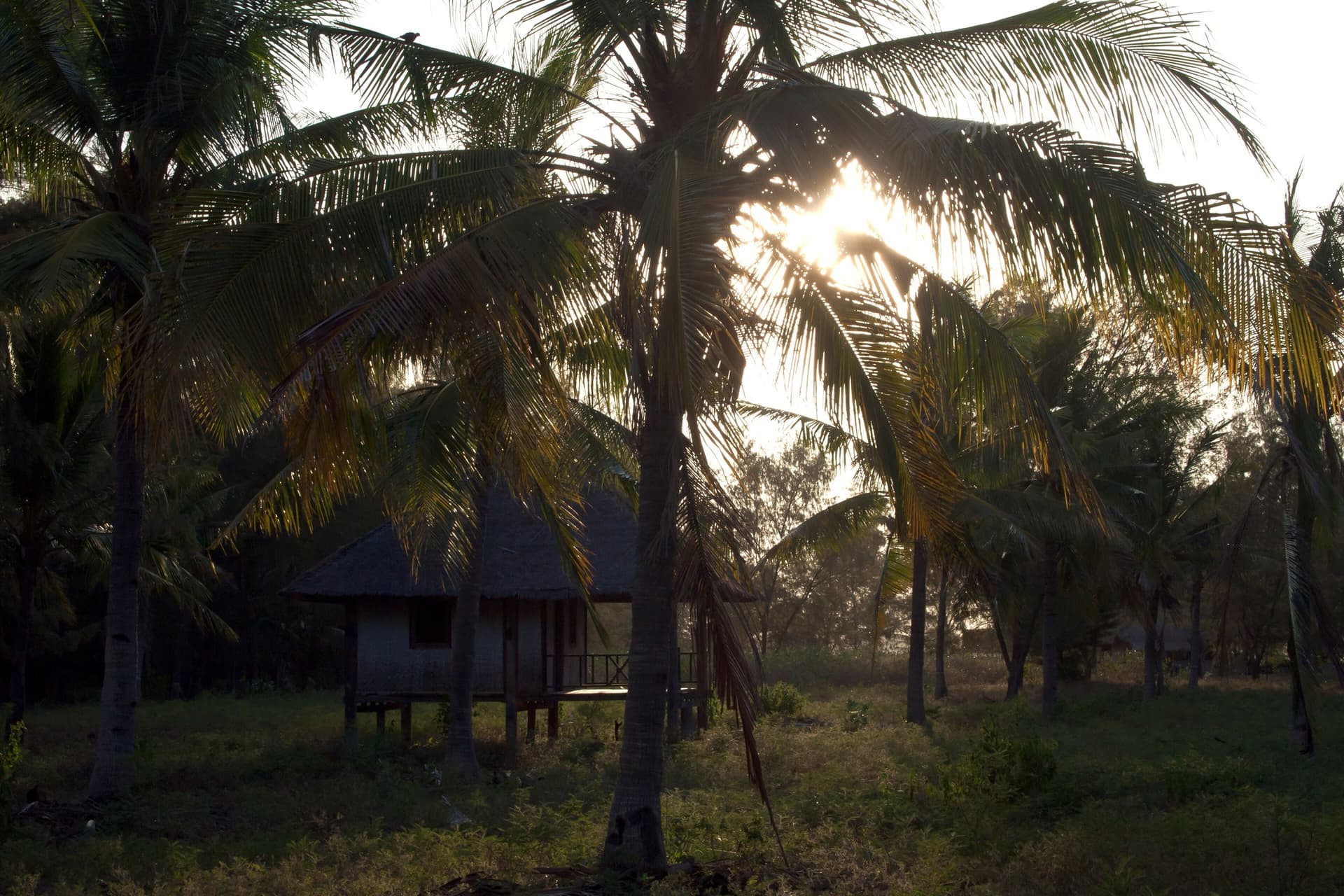 Palm trees and thatched bungalows in a garden on Gili Meno