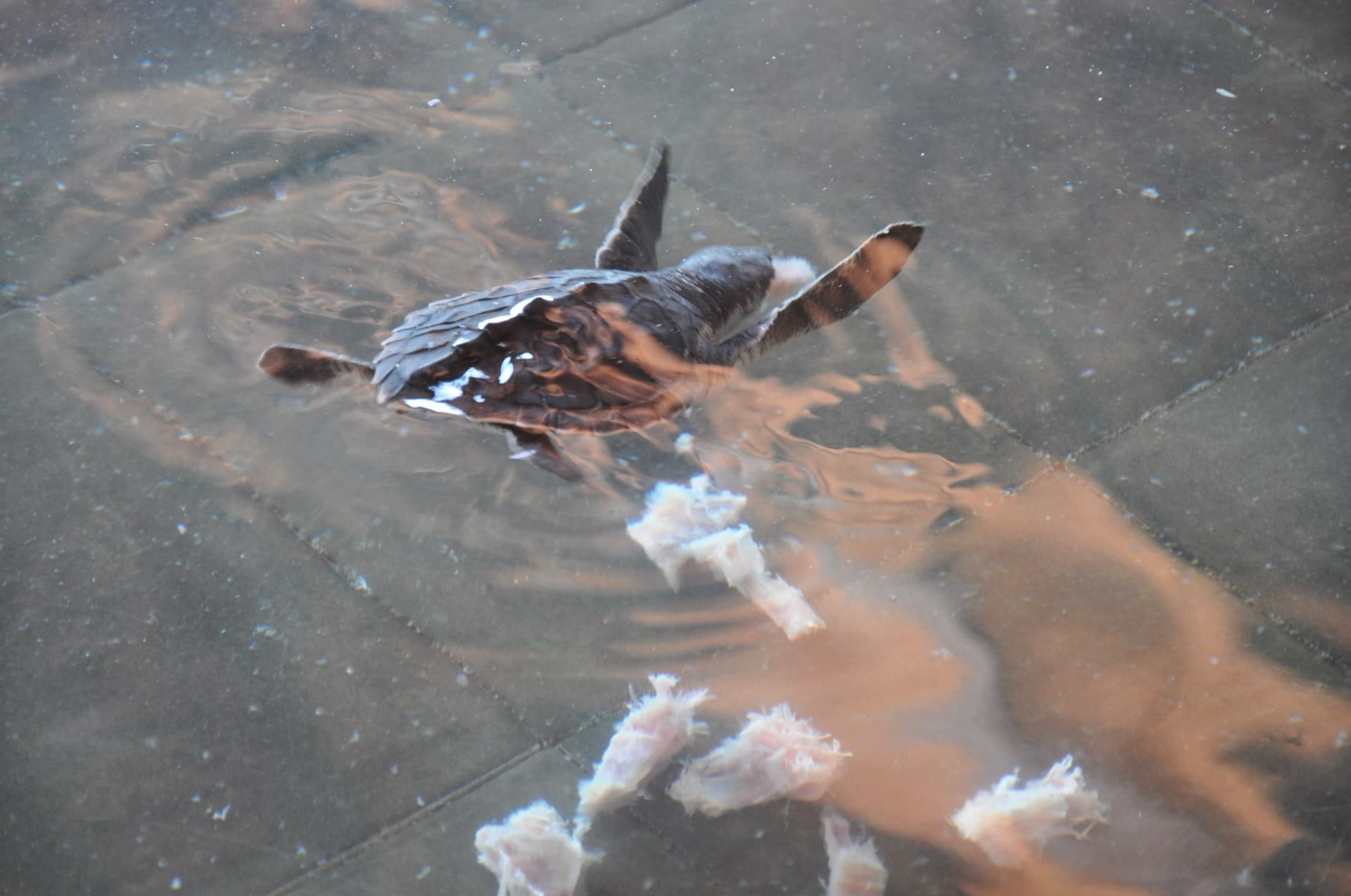 Turtle hatchling swimming in a shallow sanctuary tank