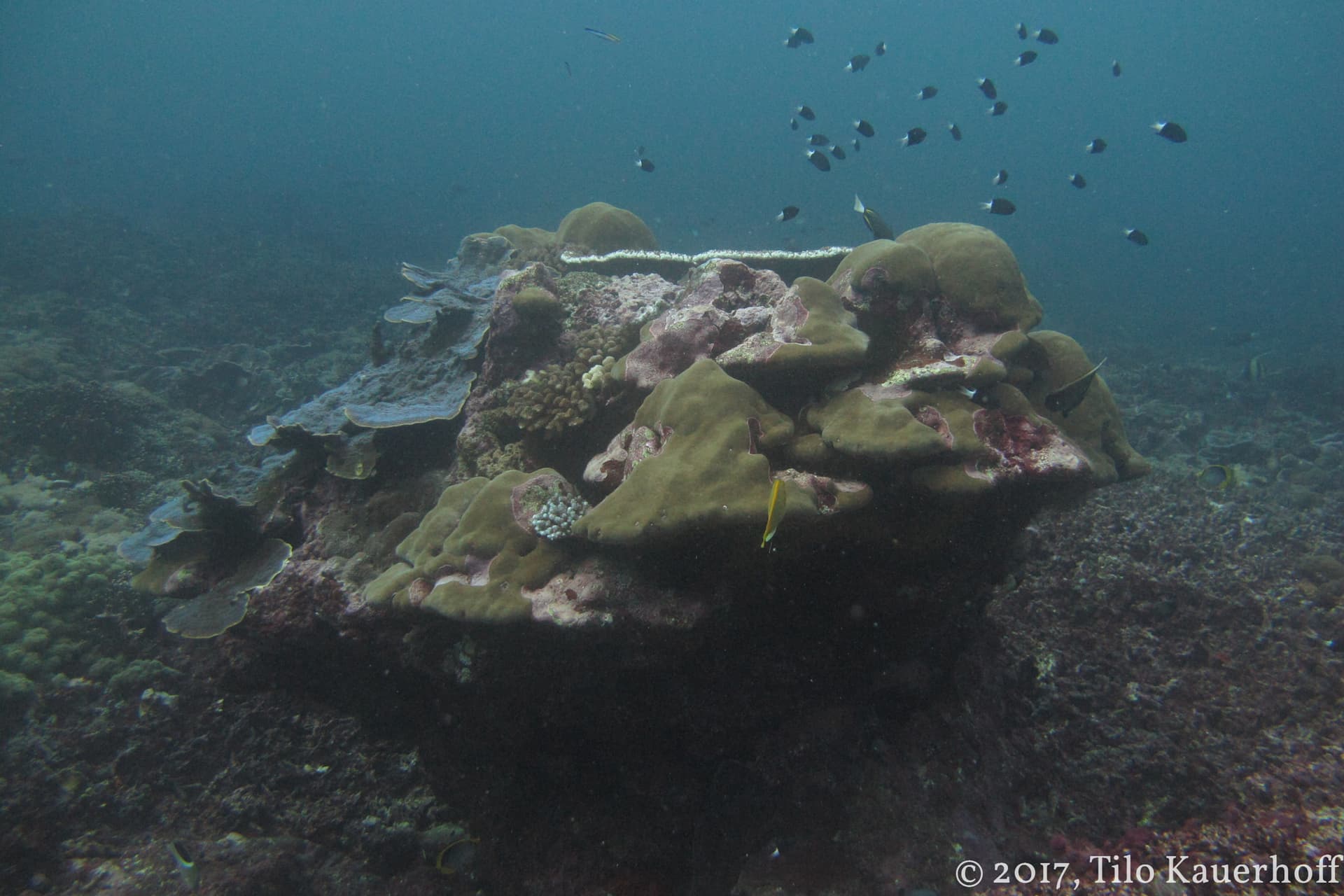 Coral-covered rock with a school of fish swimming around it