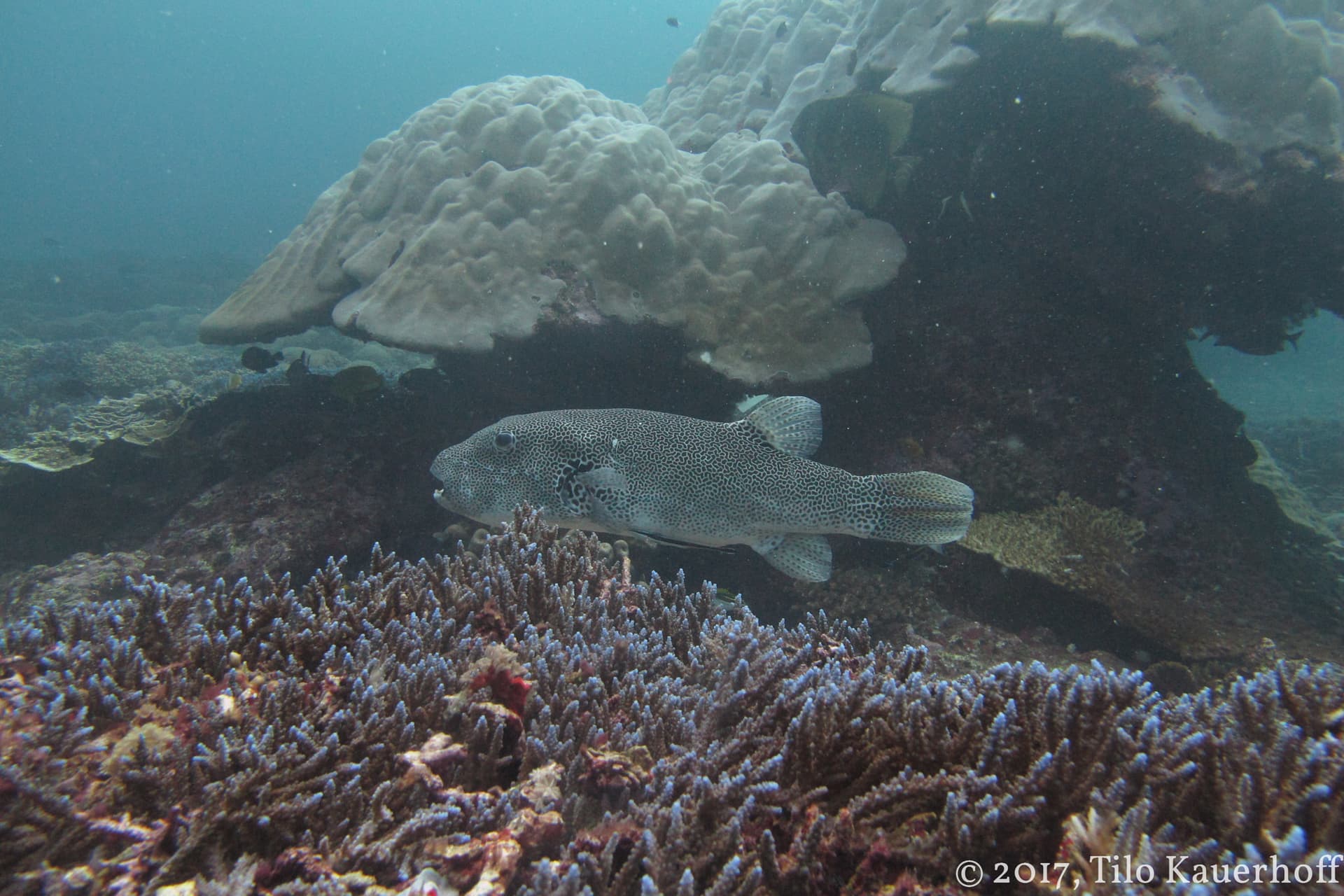 Pufferfish drifting over coral
