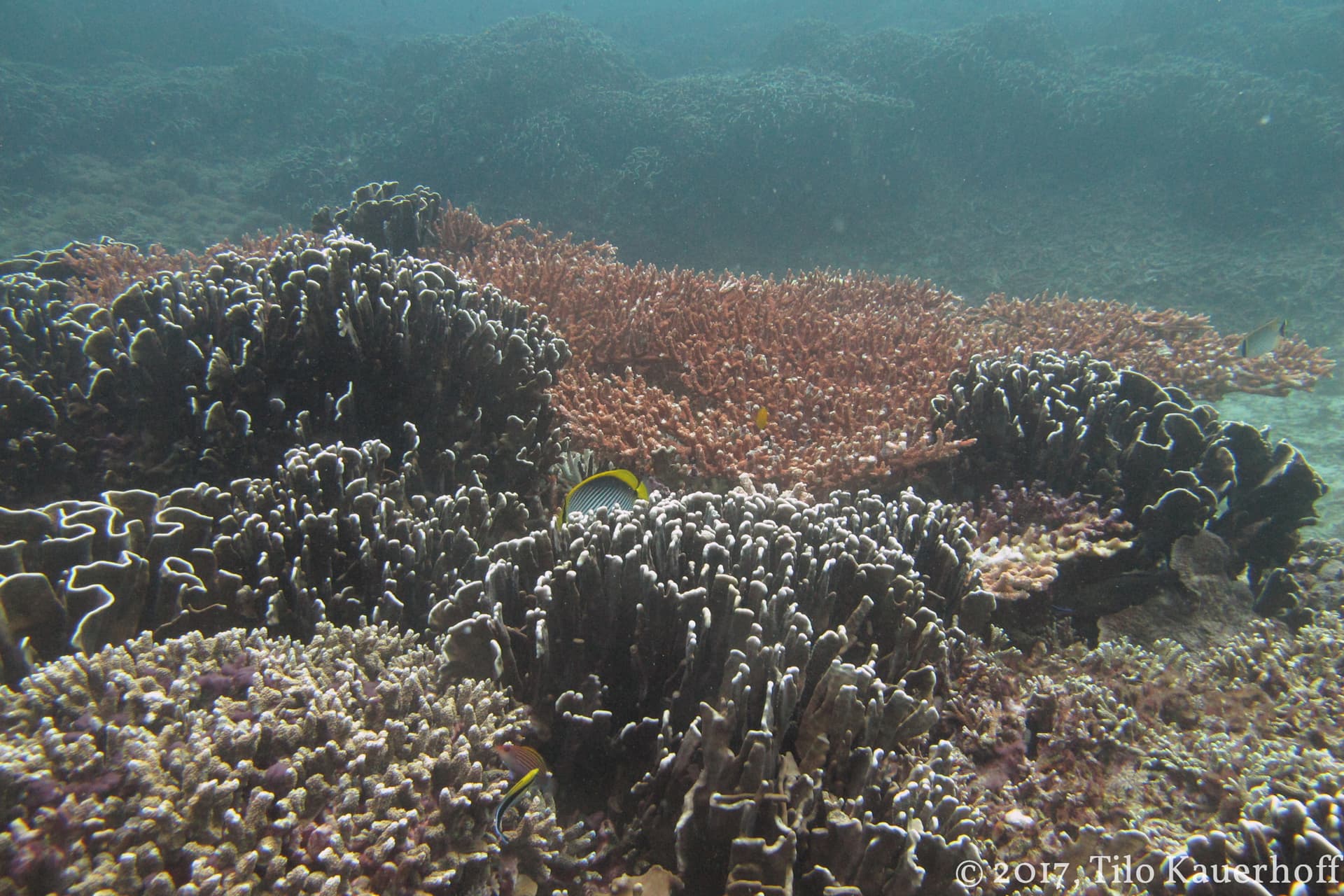 Table corals and a reef garden in clear blue water