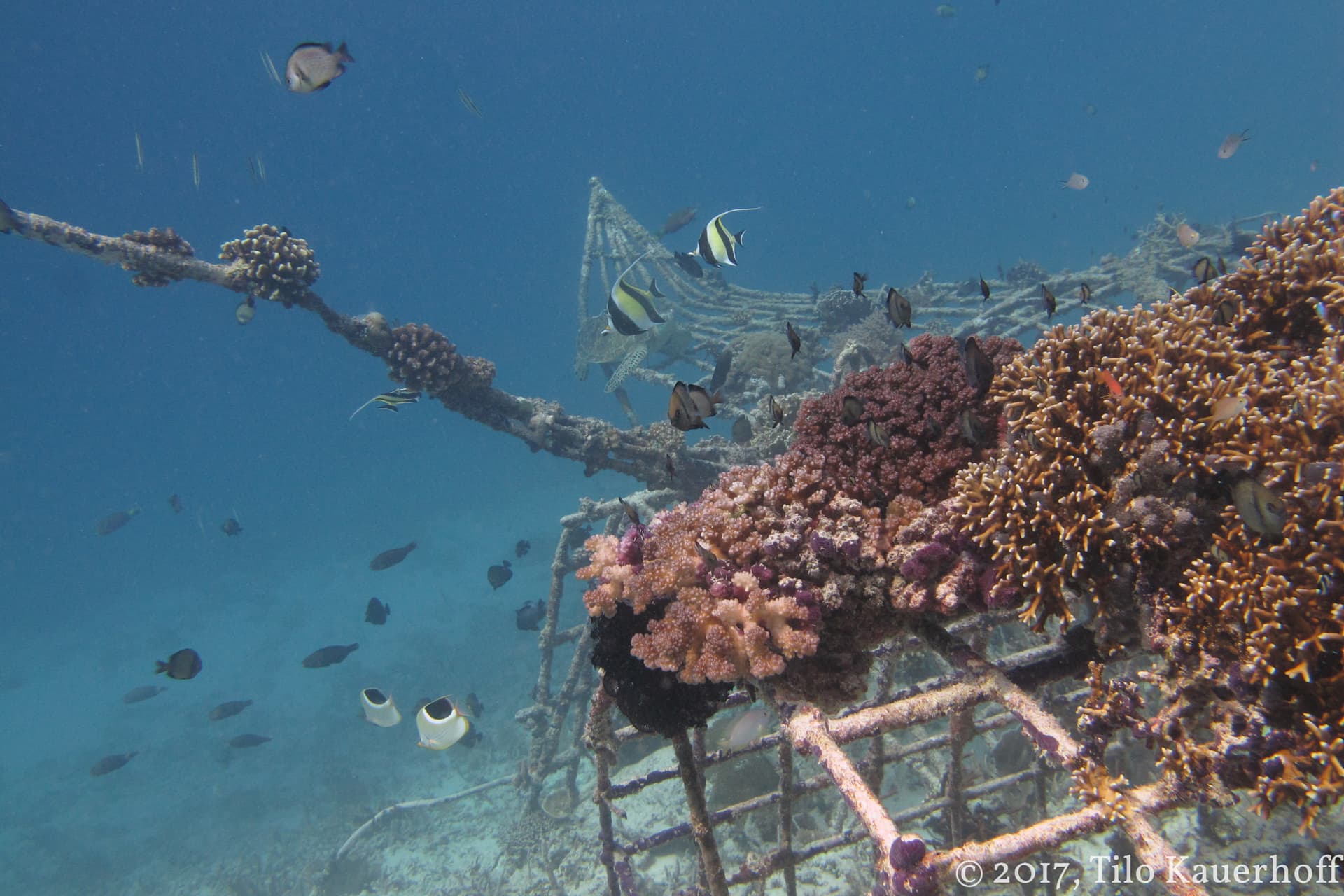 Reef fish around a coral-covered artificial reef frame
